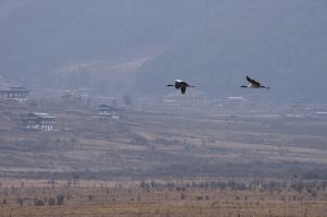 Black Neck Cranes in Phobjikha