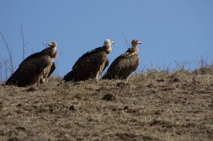Himalyan Vulture