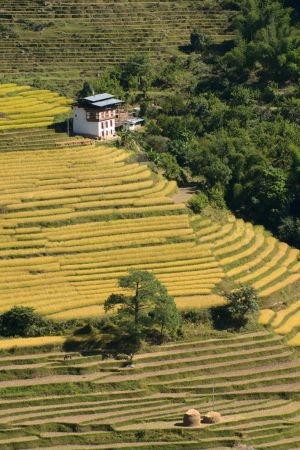Paddy fields in Punakha
