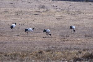 Black Neck Cranes