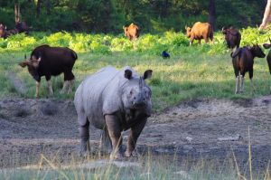 Indian rhino and gaurs