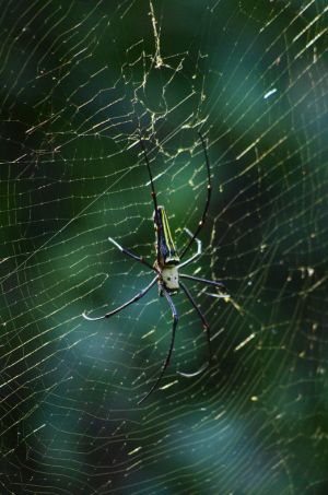 Giant spider in Jaldapara