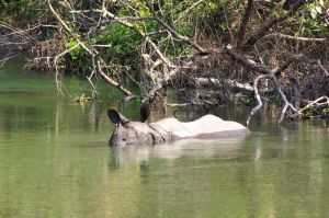 Indian rhino in creek