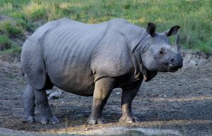 Indian rhino