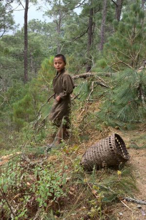 Boy collecting wood in Jangbi