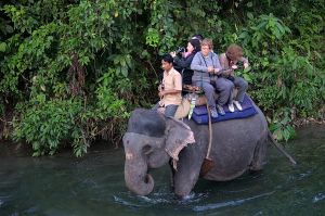 Jaldhapara safari elephant ride