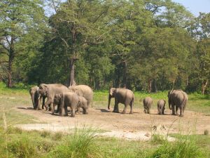 Wild Elephants at Jaldapara