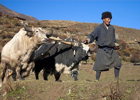 Ploughing field with yaks in Laya