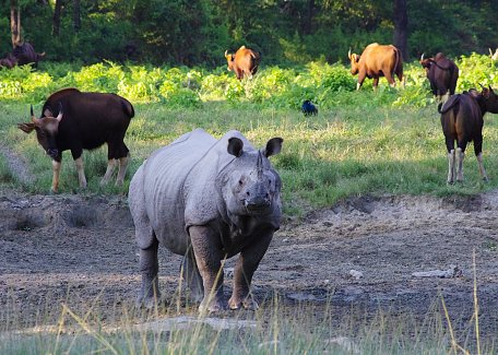 Indian rhino and gaurs